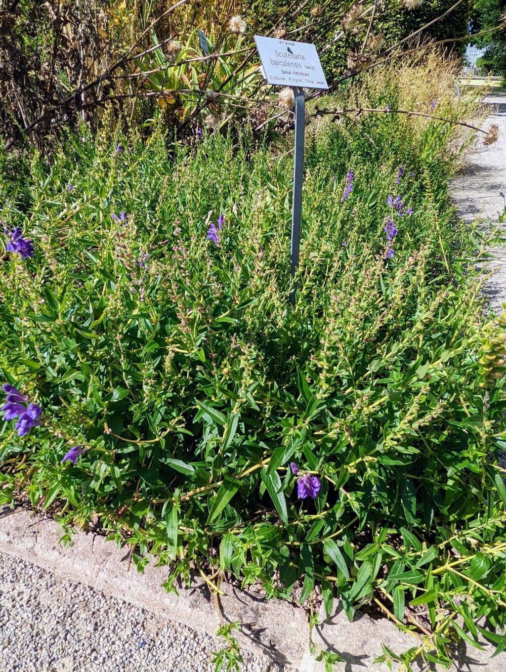 Chinese skullcap displaying blue flowers in full bloom