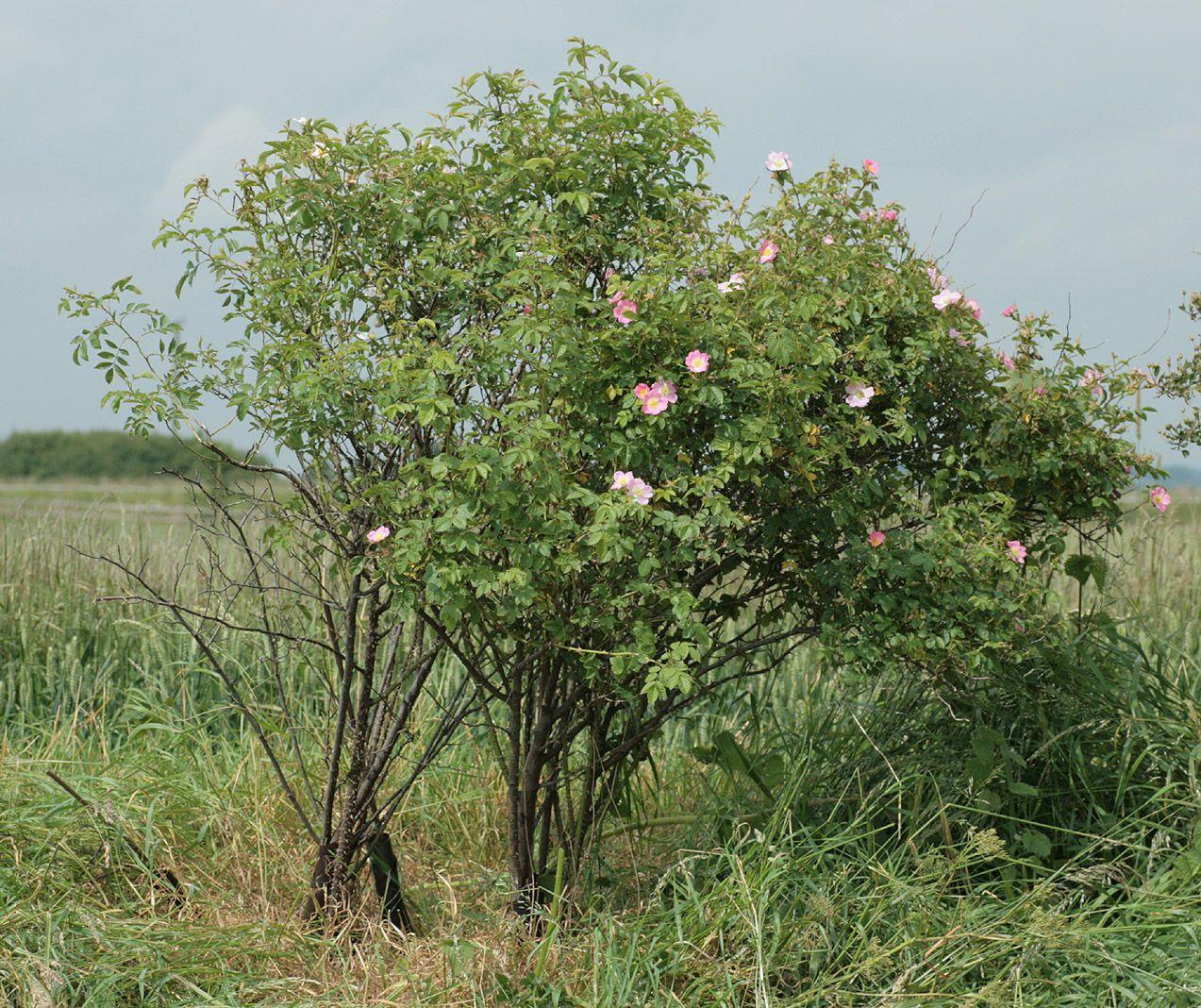 Samt-Rose in voller Blüte auf einem sonnigen Beet