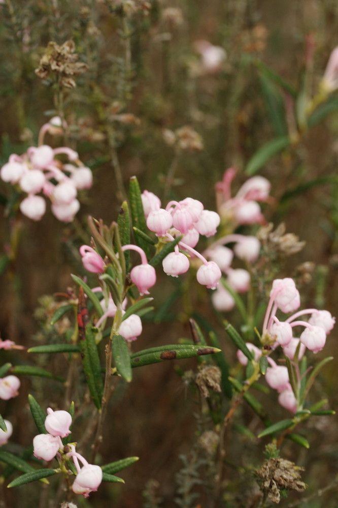 Gruppe Lavendelheide in sumpfigem Gelände mit schmalen, glänzenden Blättern und hängenden rosa Blütenständen