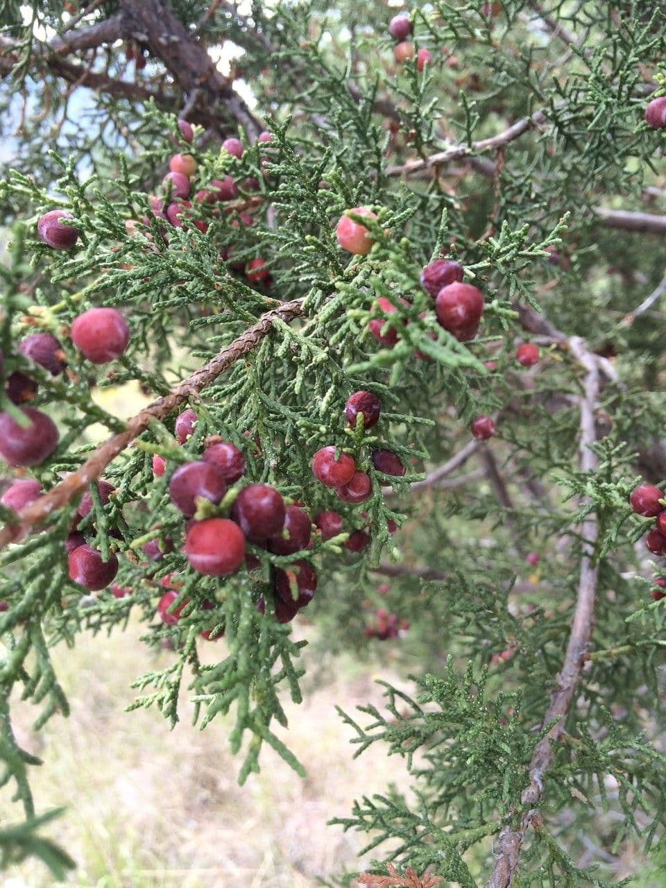 Juniperus pinchotii avec baies rouges et feuillage vert