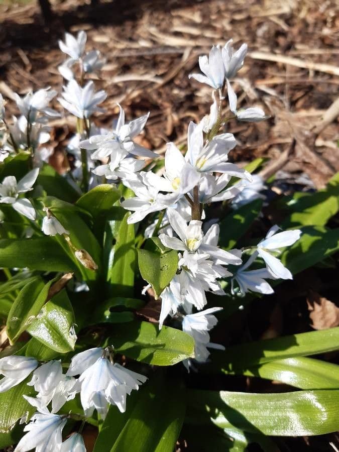 Scilla mischtschenkoana Persischer Blaustern gelbe Blüten