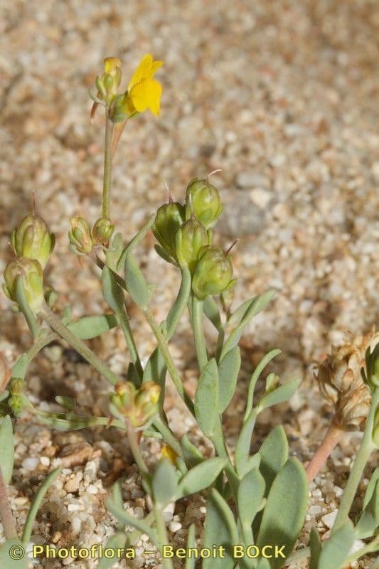 Linaria flava with bright yellow lipped flowers on rocky ground