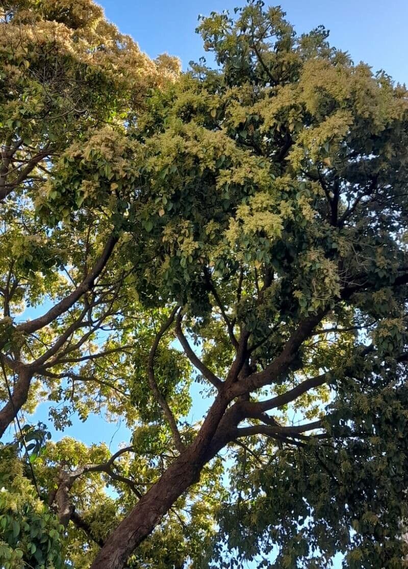 Reifer Bischofia javanica Baum mit charakteristischen Blattern und Wuchsform