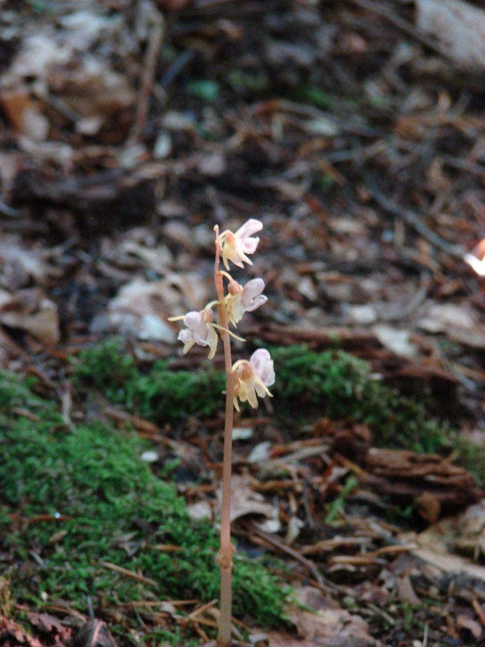 Weiße Blüten des Blattlosen Widerbarts zwischen dunklem Waldboden und Nadelstreu