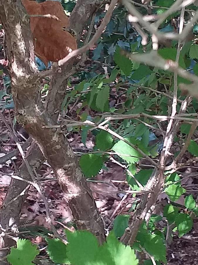Märzkirsche in voller Blüte mit zarten rosa Blüten und frischem Laub im Frühlingsgarten
