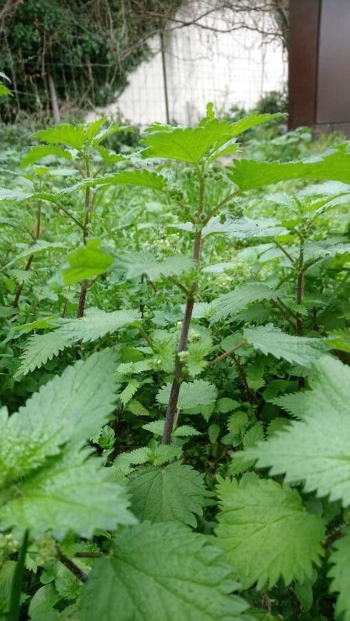 Roman nettle plant with characteristic ball-shaped seed heads