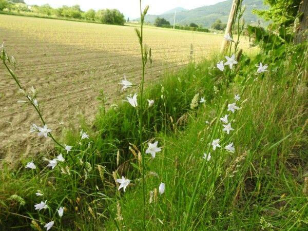 Rapunzel-Glockenblume in voller Blüte mit blauen glockenförmigen Blüten in einer naturnahen Gartenumgebung