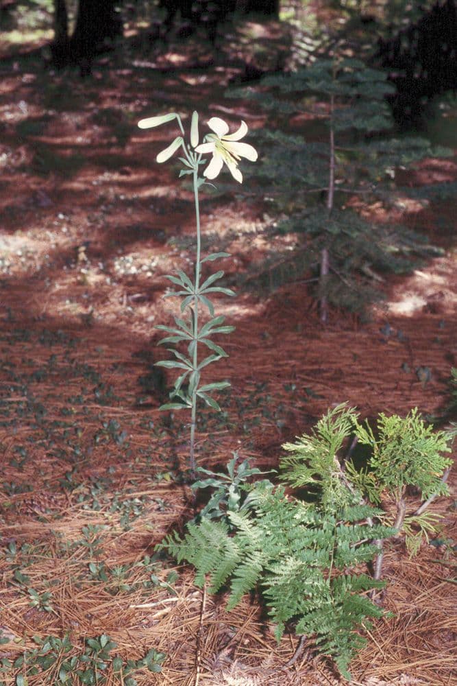 Washington lily with white fragrant flowers blushing pink in mountain setting