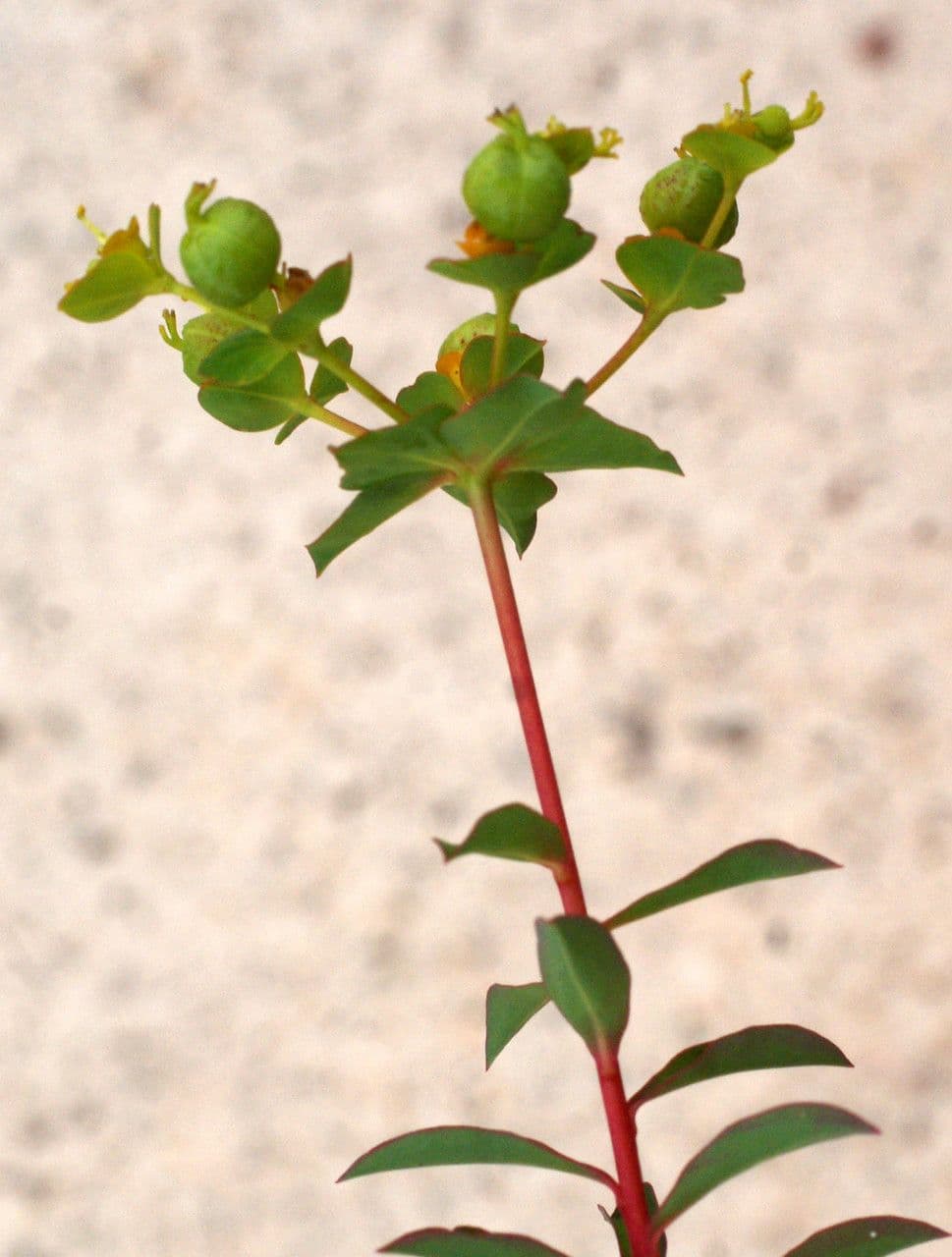 Euphorbia clementei with characteristic cyathium flower structures