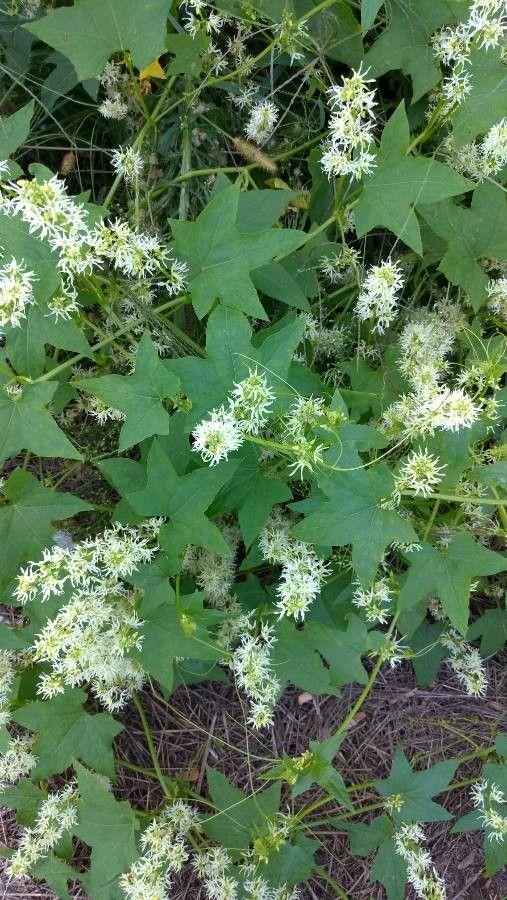 Gelappte Stachelgurke klettert an einem Holzgitter empor, mit weißen Blüten und stacheligen Früchten im Spätsommer