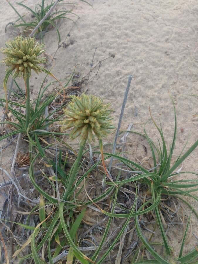 Cyperus capitatus with spherical flower head