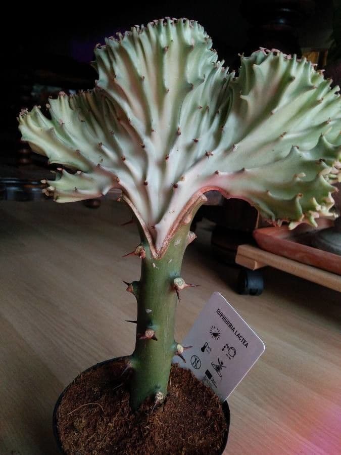 Tiges triquetriques vertes d'Euphorbia lactea avec marbrures blanches