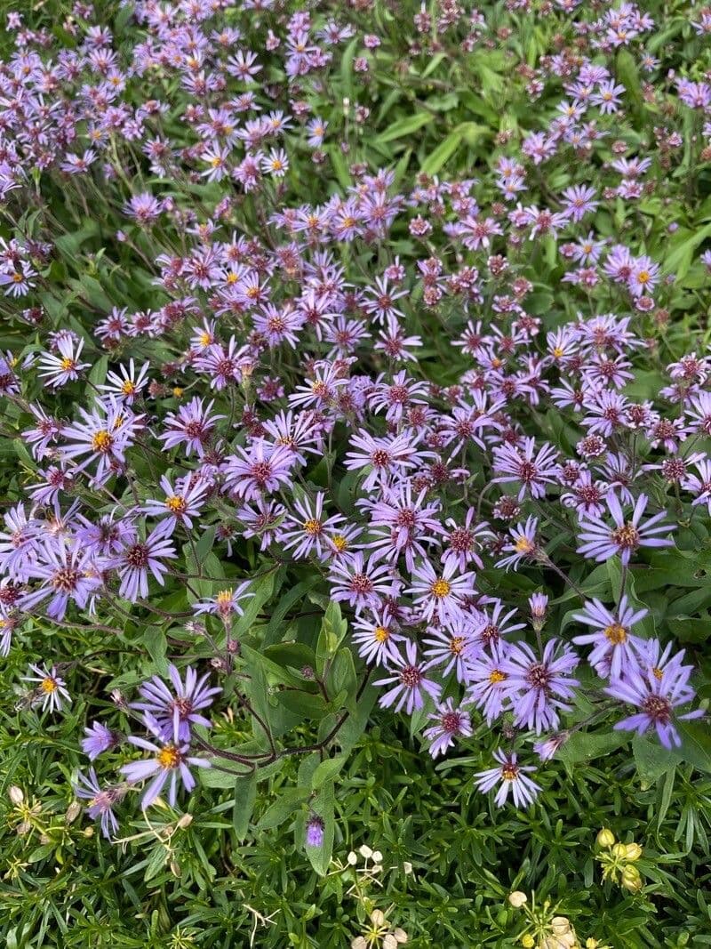 Eurybia sibirica in bloei met paarse bloemen