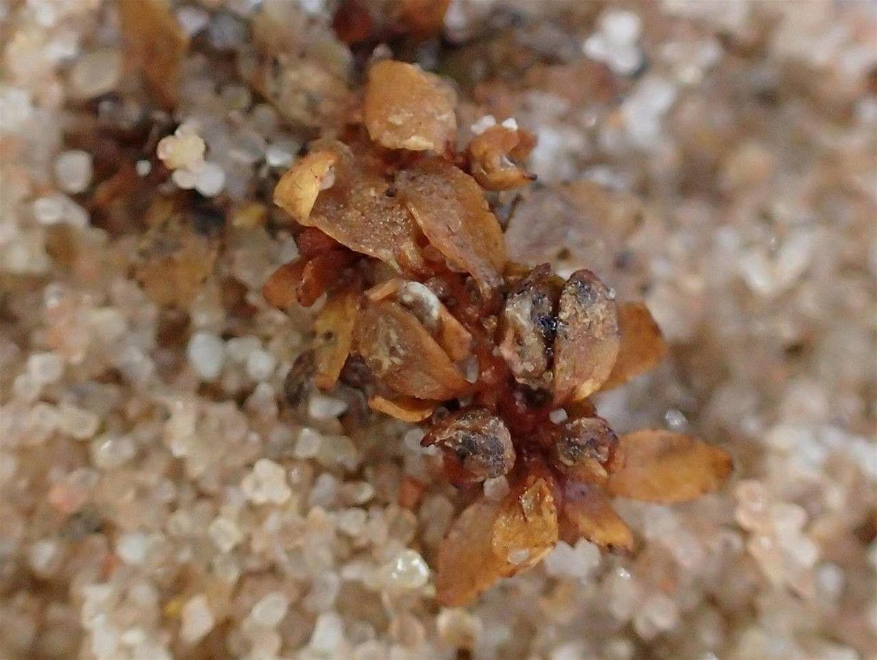 Sechsmänniges Tännel in voller Blüte am Rand eines natürlichen Teichs