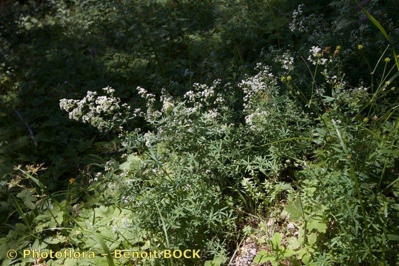 Awned bedstraw growing in alpine landscape