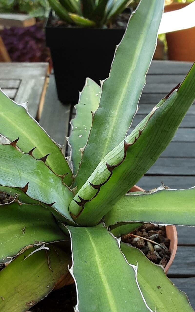 Agave xylonacantha avec feuilles caracteristiques dentees