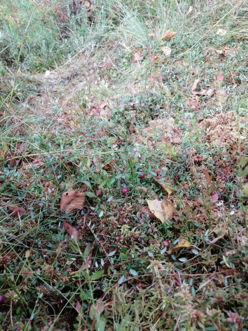 European cranberry (Vaccinium oxycoccos) in a bog setting with glossy leaves and bright red berries