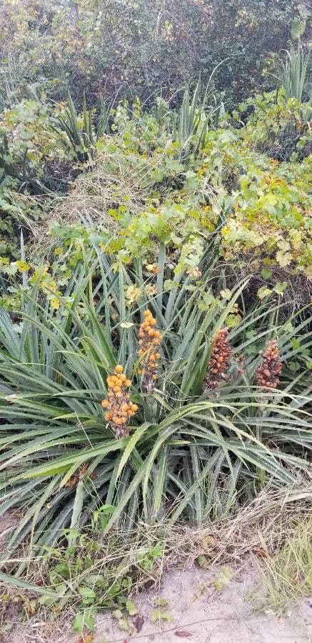 Bromelia pinguin Pflanze mit roten Blüten und charakteristischen dunkelgrünen Rosettenblättern