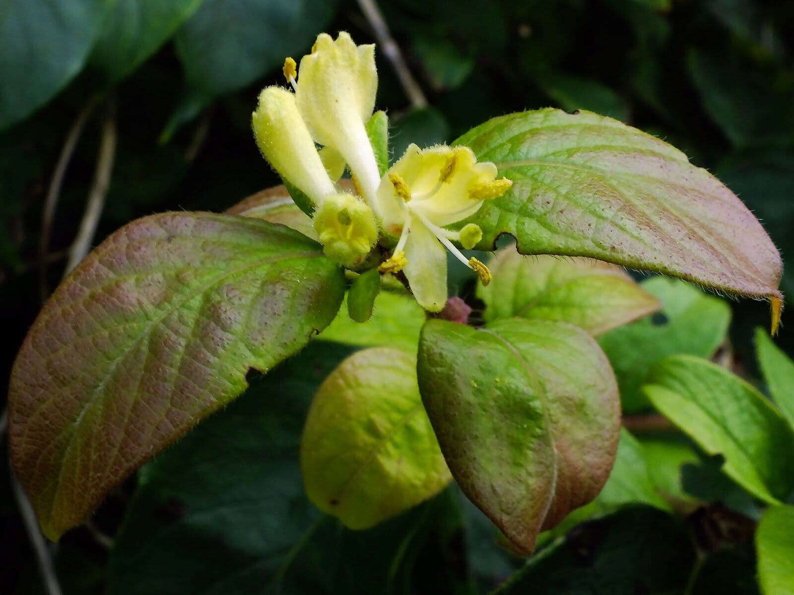 Blumen der rauhen Geissblatt mit behaartem Laub