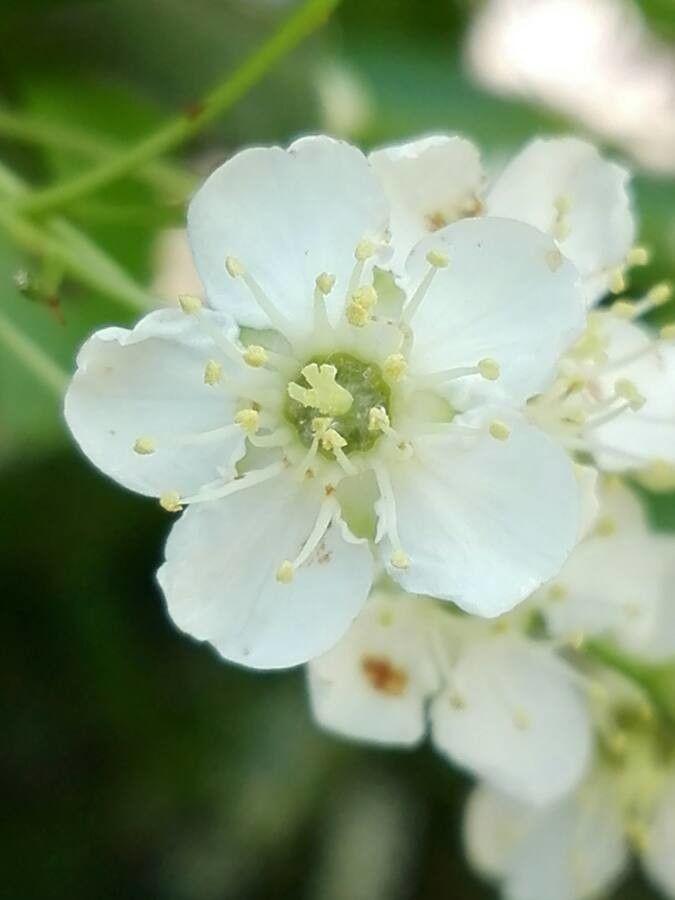 Silberbaum im Frühling mit weißen Blüten und silbrigem Blattunterseite in einem Gartensetting