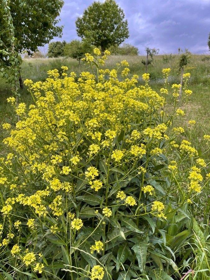 Geel bloeiende Grote hardvrucht in een zonnige droge tuinhaven
