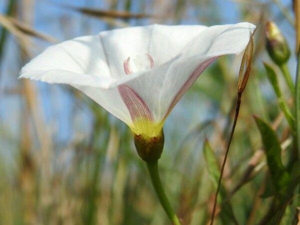 Ackerwinde mit zarten weißen Blüten, die über einen Zaun in einem sonnigen Garten klettert