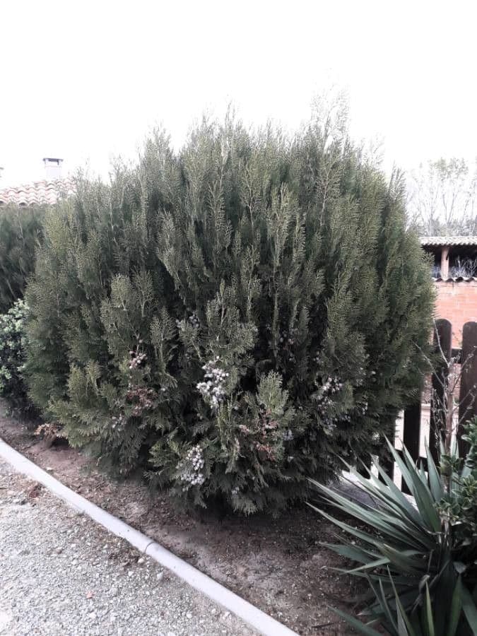 Elegante China-Arborvitae mit feinem gefiederten Laub und symmetrischer Pyramidenform