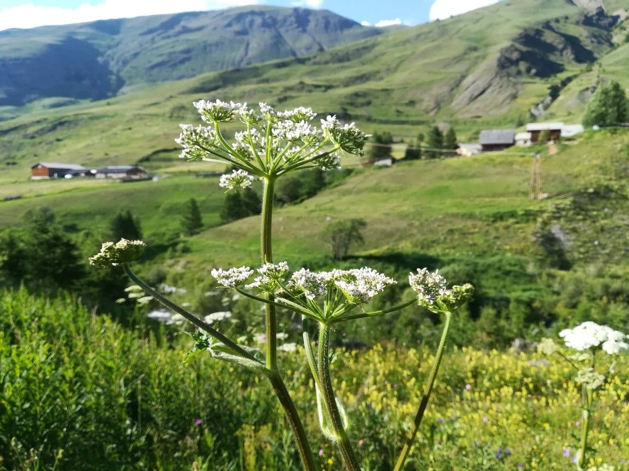 Berce commune avec grandes feuilles et grappes florales blanches