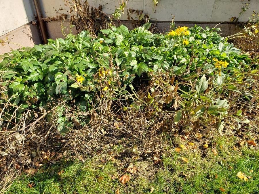Gelbe Blüten von Rudbeckia nitida mit grünem Laub