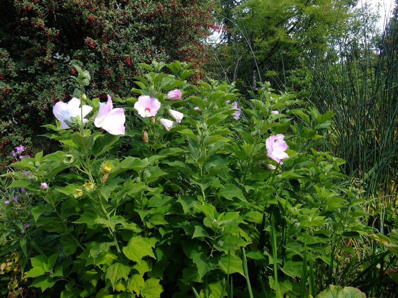 Hibiscus moscheutos en pleine floraison dans un jardin au bord de l'eau