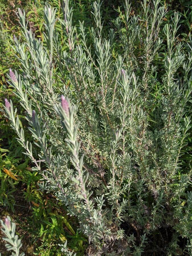 Schopf-Lavendel in voller Blüte mit charakteristischen tuftartigen Blütenständen auf gut durchlässigem Boden
