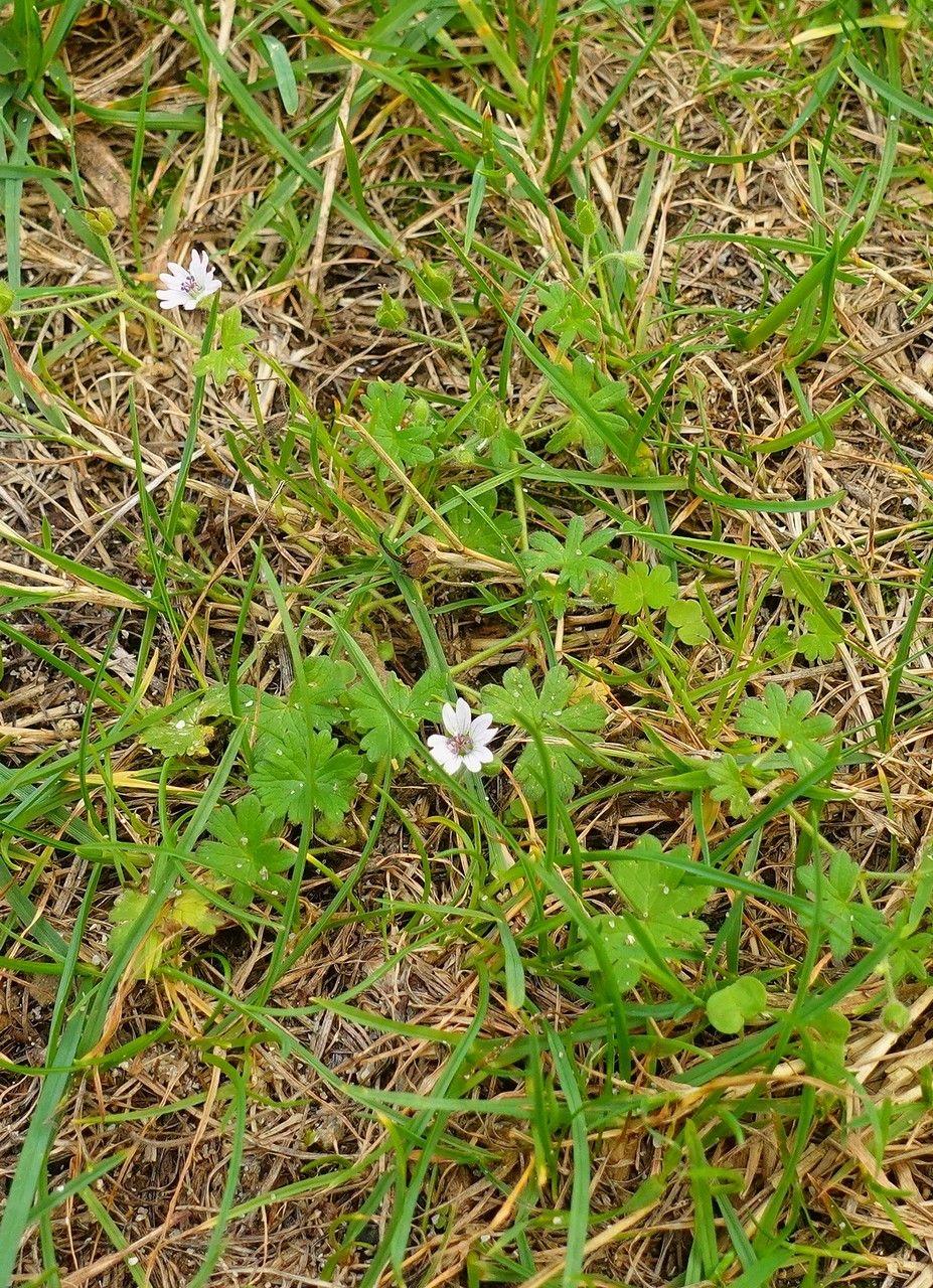 Kleiner Storchschnabel mit zarten lila Blüten in einer sonnigen Steingartenanlage