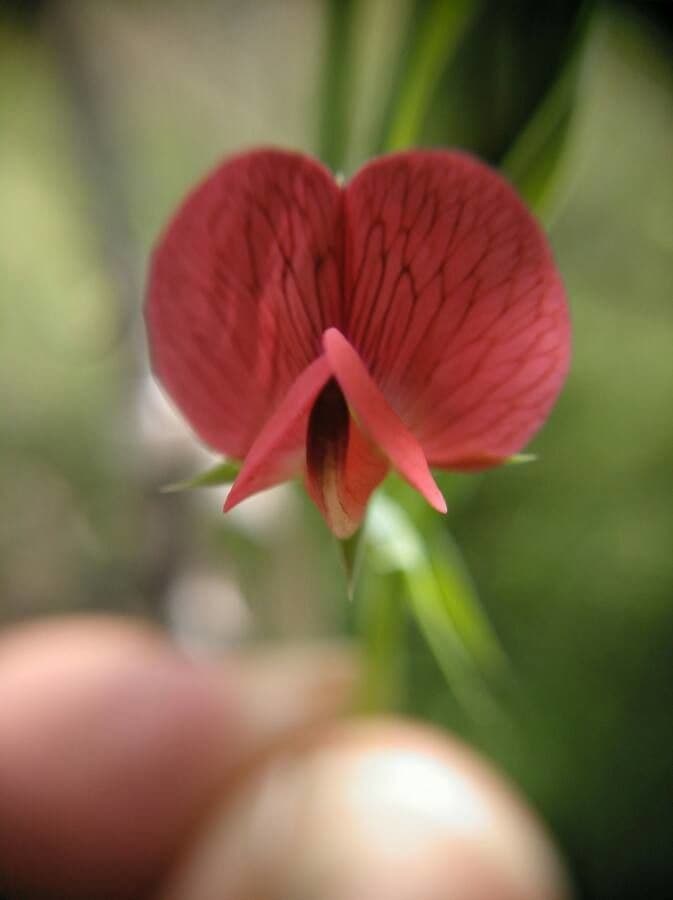 Chickling Vetch with red to purple flowers and slender growth form
