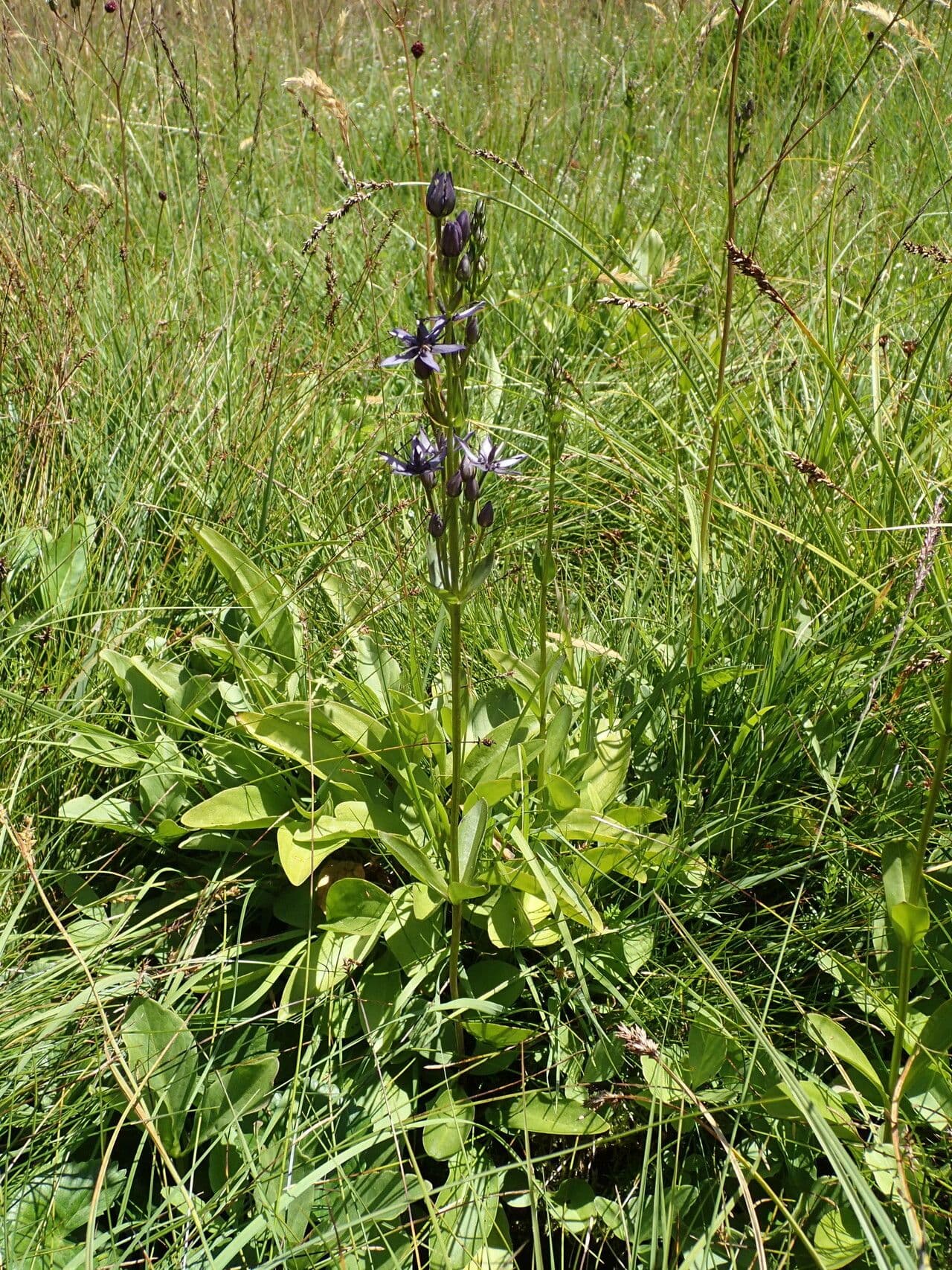 Blauwe bloemen van de alpiene poelgentiaan