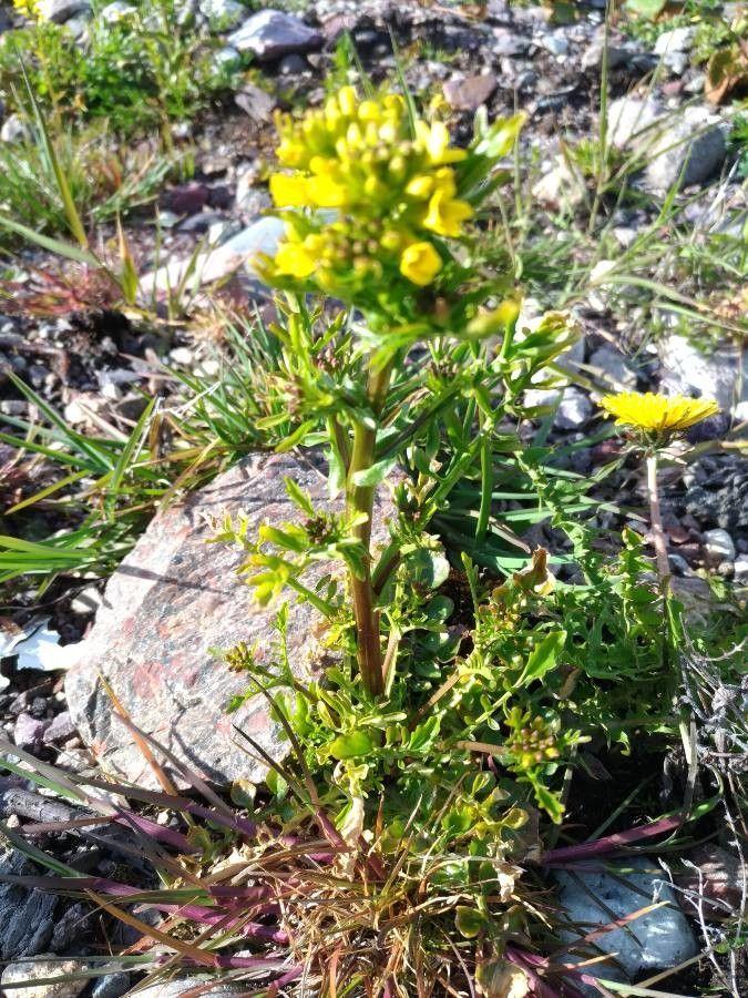 Frühlingsbarbarakraut mit hellgrünen Blättern und gelben Blüten in einem Beet im frühen Frühjahr