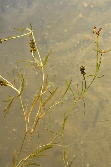 Fries' Laichkraut mit charakteristischen spitzen Blattern im klaren Wasser