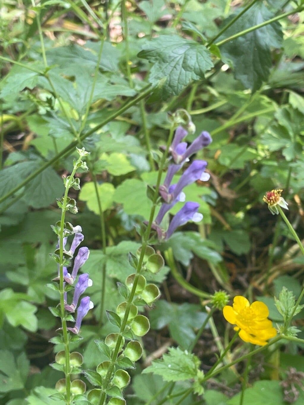 Somerset skullcap (Scutellaria altissima) displaying blue flower spikes