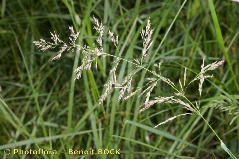 Lanzettliches Reitgras im Sommer mit bläulich-grünen Blütenrispen, die sich über das silbrig-grüne Laub erheben