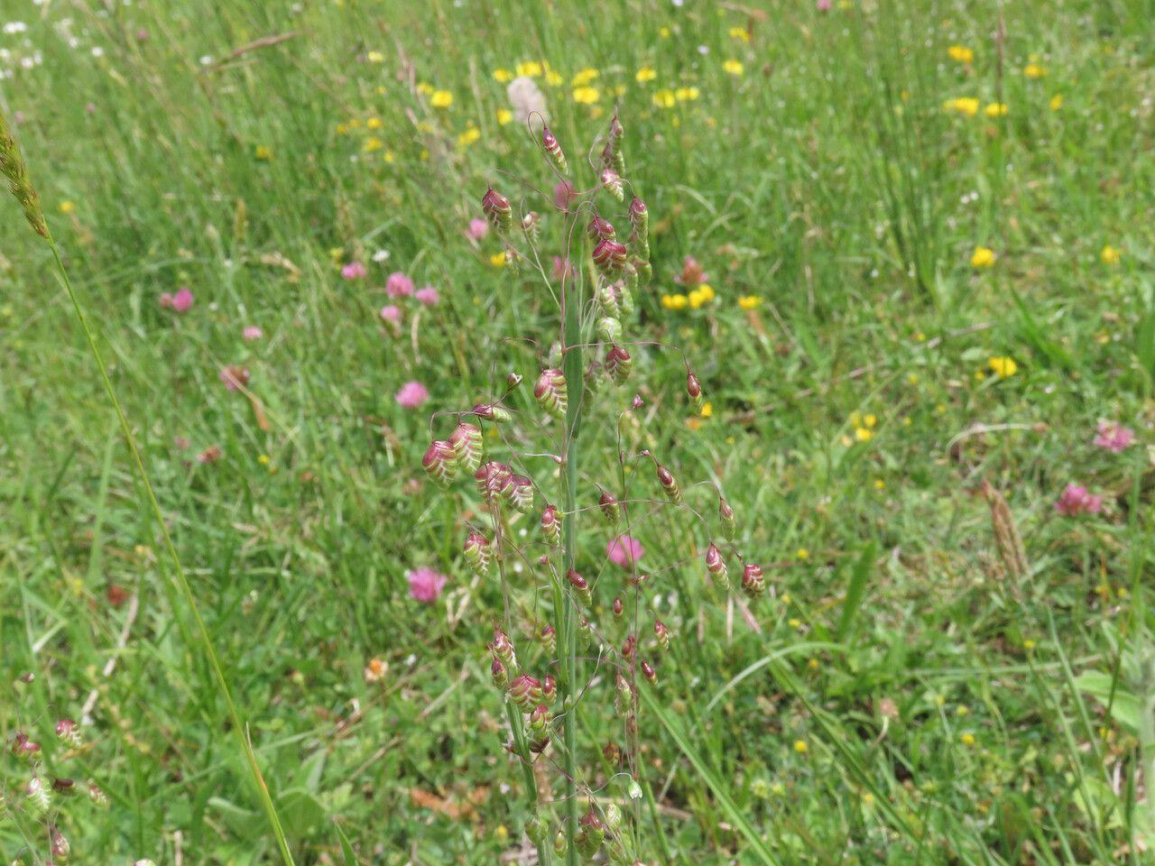 Zittergras (Briza media) mit schwingenden, herzförmigen Ähren in einer lichtbeschatteten Beetanlage