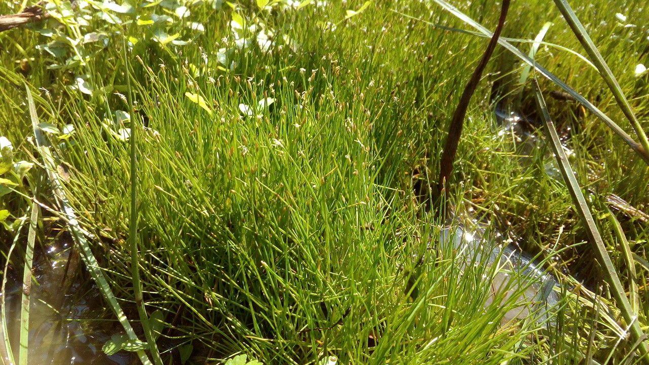 Kleine Sumpfbinse am Teichrand mit feinen grünen Halmen