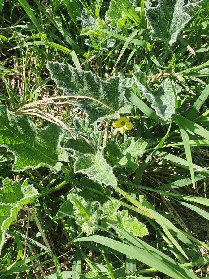 Wild cucumber fruits and flowers