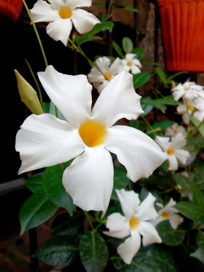 White fragrant flowers of Chilean Jasmine