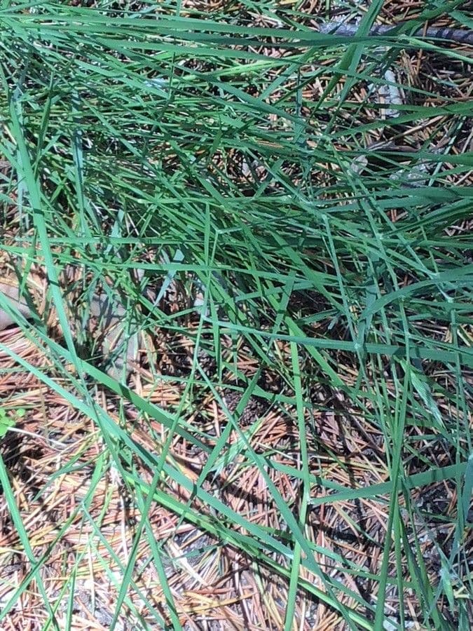 Troodos Mount sedge growing on mountain slopes in Cyprus