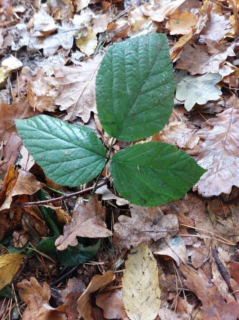 Trailing-point bramble with beautiful flowers and fruits