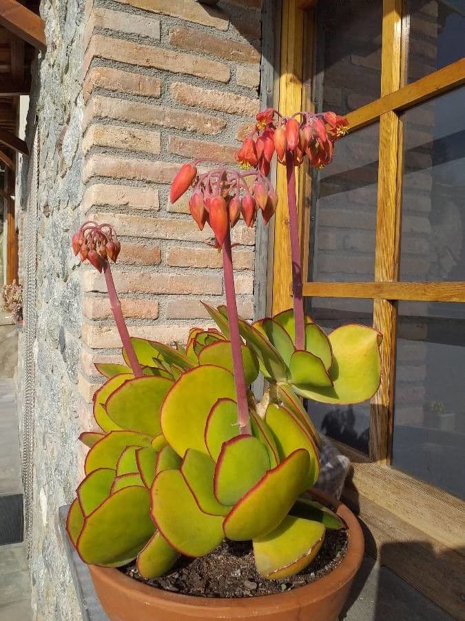 Cotyledon orbiculata with characteristic round leaves