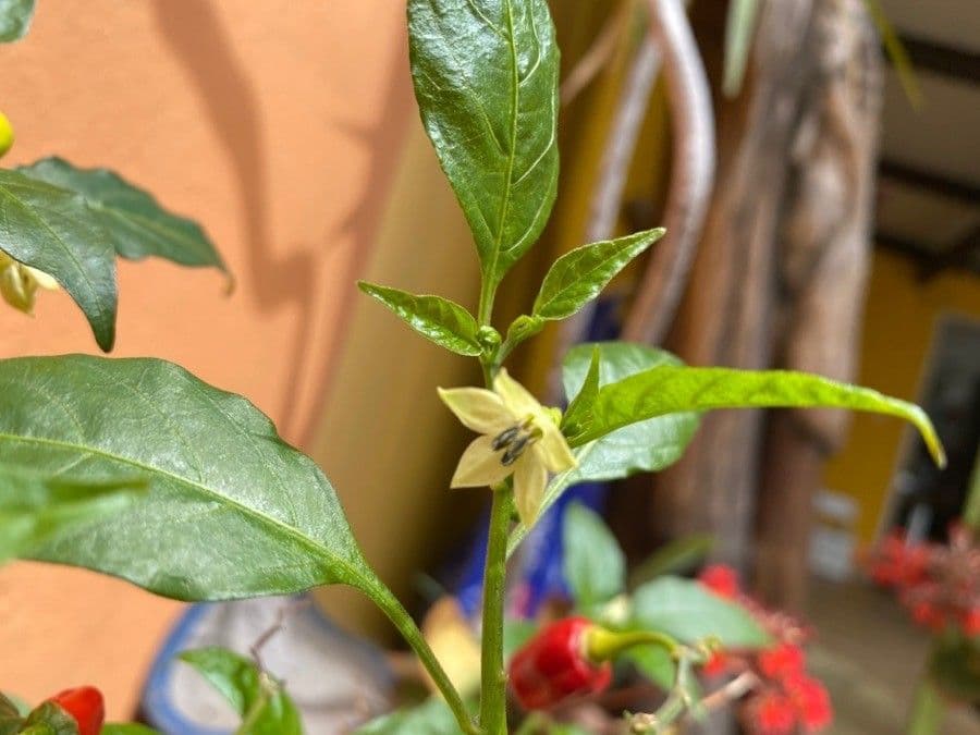 Capsicum chinense avec piments murs en diverses couleurs