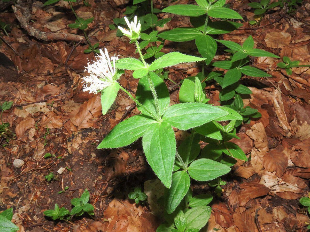 Aspérule de Turin en fleurs sous lumière tamisée, avec feuillage fin et grappes de fleurs blanches.