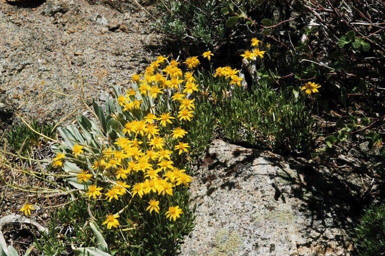 Stenotus acaulis with bright yellow flowers on rocky ground