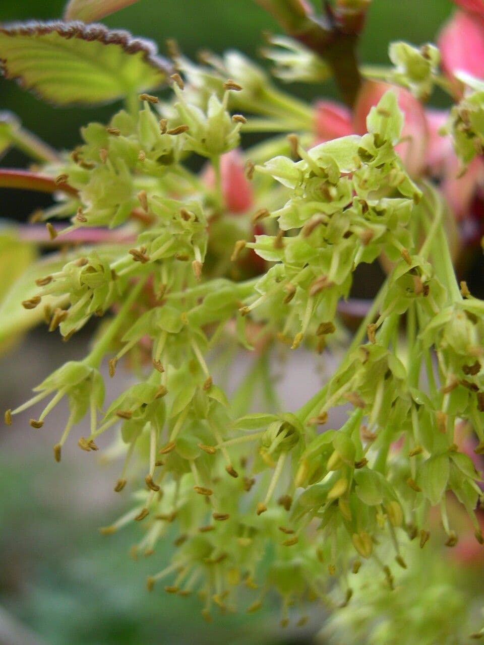 Acer stachyophyllum volwassen boom met karakteristieke fijne berkachtige bladeren
