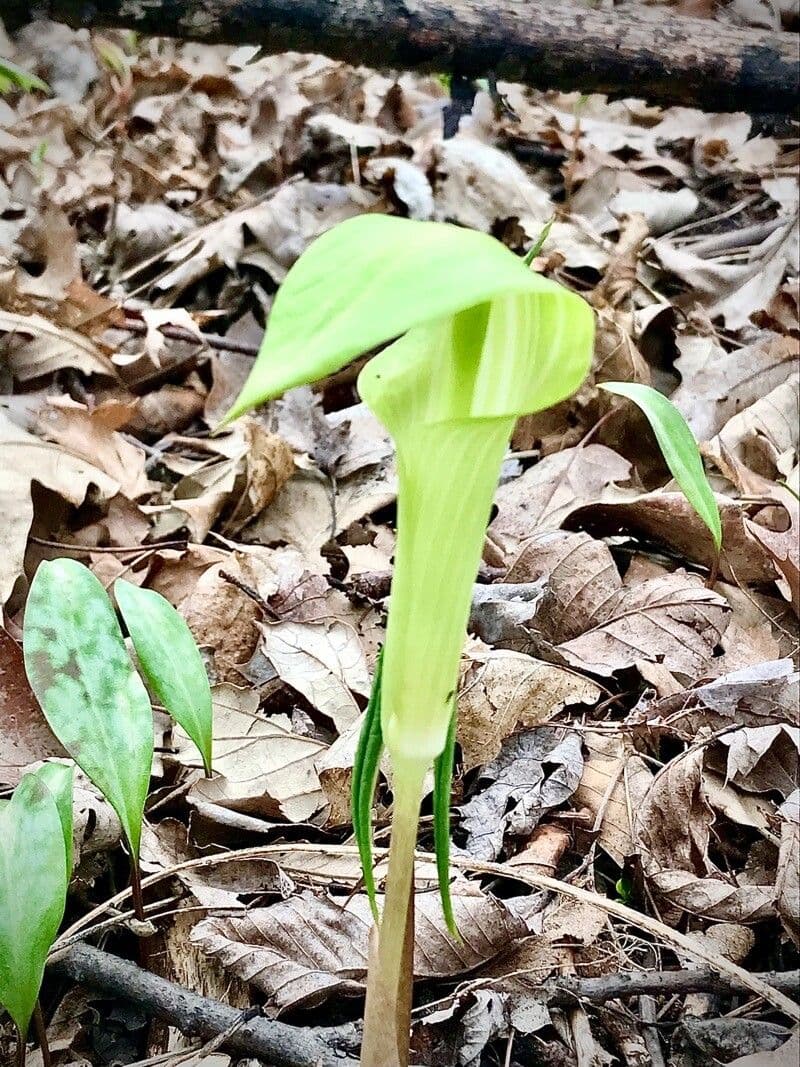 Sierlijke schede en kolf van Arisaema triphyllum omgeven door driedelige bladeren